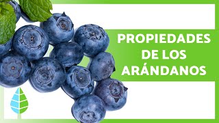 BENEFICIOS de los ARÁNDANOS para la SALUD 🫐✅ Propiedades Para Qué Sirven y Cómo Tomarlos [upl. by Melessa]