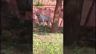 Zoo park vizag [upl. by Nolahp]