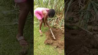 Banana Socker being Transplanted Lakatan Banana in Jamaica [upl. by Ahseek]