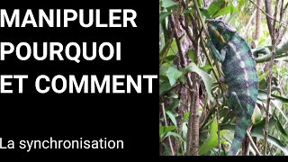 MANIPULER POURQUOI ET COMMENT 5 leffet caméléon [upl. by Matelda]