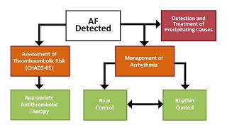 Afib Prevention of Stroke in AFib and Atrial Flutter [upl. by Tanya]