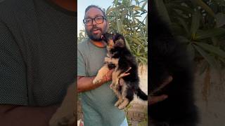 German shepherd puppy for Sale gsd gsdpuppy germanshepherd cute love reels [upl. by Lulita657]