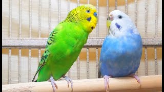 35 Hr Help Quiet Parakeets Sing by Playing This Cute Budgies Chirping Help Depressed lonely Birds [upl. by Rowe]