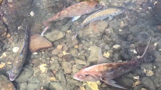 Snapper  Rock fishing Nz [upl. by Haugen]