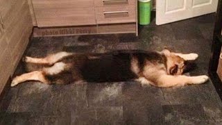 Funniest German Shepherd Videos Are Sure To Brighten Your Mood [upl. by Sibelle]