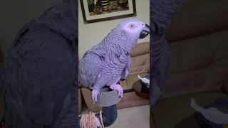 ചിക്കുവിന്റെ മൂളിപ്പാട്ട് 😅😅  Malayalam talking parrot  African grey parrot shortsvideo shorts [upl. by Atalanti]