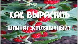 Как вырастить шпинат земляничный [upl. by Natiha]