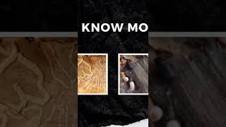 Famous pest control near me8697983900 pestcontrol snake top pestremoval ants pestmanagement [upl. by Durrell]