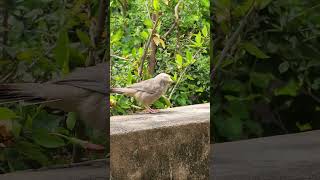 Yellow  Billed Babbler [upl. by Demha103]