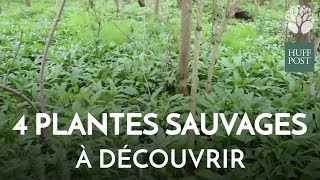 Quatre plantes sauvages comestibles à découvrir dans nos bois [upl. by Rehpotsihc906]