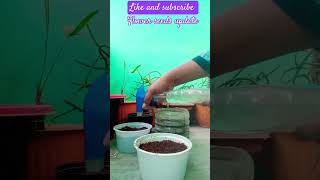 Flower seeds updatesubscribe for more gardening garden plants flowers explore winterflowers [upl. by Nahtaneoj]