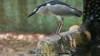 Little Egret and Blackcrowned Night Heron Fight [upl. by Ycart506]