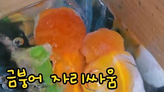 🍊언니 뿡어랑 자리 싸움하는 뚠뚠이 계란이🥚 [upl. by Yrelbmik]