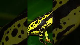 Have you HEARD about ATELOPUS FROGS atelopus frogs subscribe wildlife [upl. by Aihgn943]