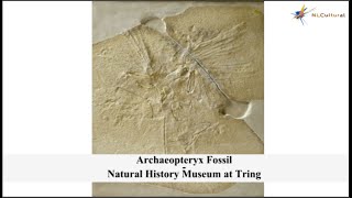 Archaeopteryx Fossil at The Natural History Museum at Tring [upl. by Dyal946]