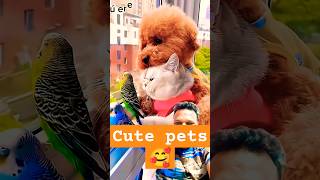 Pet true friends dog cat pets love baby [upl. by Aimo908]