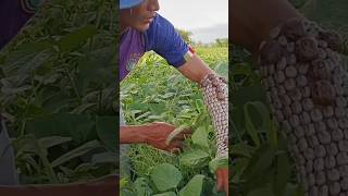 green bean garden cover dance hiphop song viral snake nature [upl. by Aindrea]