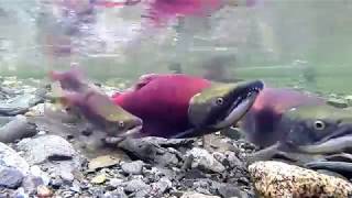 Sockeye Salmon Spawning [upl. by Roper]