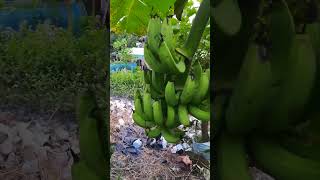 Banana Fruit Tree In Pot shorts [upl. by Larine954]