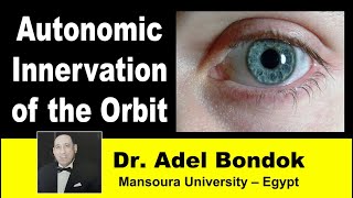 Autonomic Innervation of the Orbit Dr Adel Bondok [upl. by Enahc]