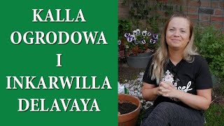 Jak uprawiać KALLE  KALIA  w doniczce  INKARWILLA uprawa  Update begonii i kaladium  MrsGarden [upl. by Ellimak]