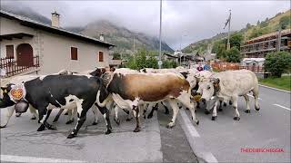 IL RITORNO DALL ALPE TRANSUMANZA DI VACCHE A PONTECHIANALE IN VAL VARAITA CN DOM 17  9  2023 [upl. by Noramac]