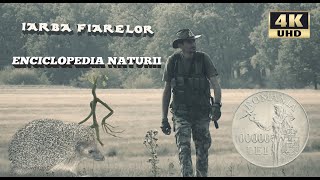 IARBA FIARELOR ÎNTRE MIT ŞI REALITATE  Enciclopedia Naturii Ep6 [upl. by Dnamra939]