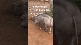 ONLY IN AFRICA  WARTHOGS  AFRICAN BUSH PIGS LIVING IN HARMONY WITH PEOPLE [upl. by Nykal]