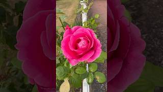 🌸 BEAUTIFUL PINK ROSE IN ENGLISH COUNTRY COTTAGE GARDEN IN LATE AUGUST 💕 [upl. by Leziar732]