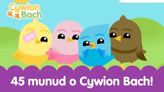 45 Munud o Cywion Bach  45 minutes Welsh Baby Songs Learning [upl. by Arianie]