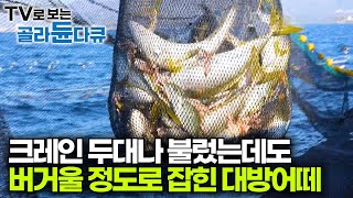 겨울만 기다린 어부들의 방어 전쟁｜기름기 작살나는 10kg 이상급 대방어 잡혀 웃음꽃핀 선원들｜겨울 제철 생선｜극한직업｜골라듄다큐 [upl. by Calabrese804]