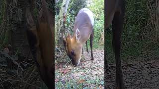 Wild Garden Muntjac Buck shorts [upl. by Yearwood904]