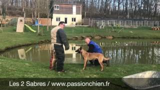 Malinois Jack des 2 Sabres entraînement mondioring [upl. by Whorton]