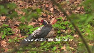 Murgha ahoy Kalij Pheasants gambol and peck for grain seeds at wildfilmsindia pheasant sanctuary [upl. by Artaed590]