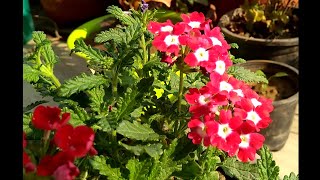 How to grow and care verbena plant [upl. by Ordnasela]