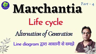 Marchantia Life Cycle  Alternation of Generation in Marchantia  BSc 1st  MSc 1st [upl. by Neva]