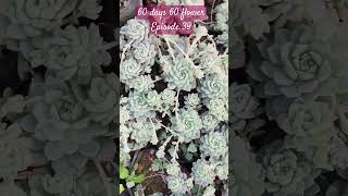 Echeveria prolifica instagram succulenttreanding gardeningplants trending garden youtubeshorts [upl. by Wildermuth200]