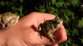 Tracking Tree Frogs [upl. by Aikehs]