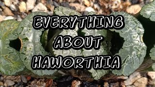 Everything about Haworthia [upl. by Ellehc]