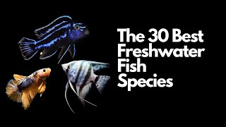 The 30 Best Freshwater Aquarium Fish 🐠 [upl. by Selena969]