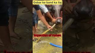 Impaction of rumen l dr umar khan [upl. by Hsakiv813]