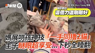 媽展哄孩神技「一手同擼2貓」 主子瞇眼超享受下秒全睡翻│寵物│貓咪｜猫｜ねこ│Pet│Cat│Kitten [upl. by Barn]