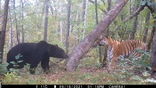 Ussuri brown bear and siberian tiger Grom [upl. by Jahncke]