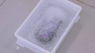 DOOGEE S68Pro Water Freeze Test 24Hour [upl. by Bennion83]