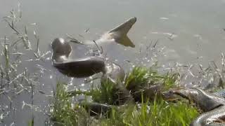 🐍anaconda wrapped around a crocodile🐊 [upl. by Gromme]