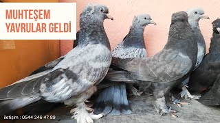 HARİKA YAVRU GÜVERCİNLERİM OLDU 8 ADET [upl. by Autry]