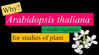 Arabidopsis thaliana is a model organism for plant studies WHY [upl. by Manya]