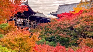 京都の紅葉2023 ライブ配信 祇王寺 [upl. by Sophronia695]