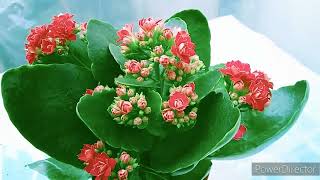 Kalanchoe Flower Plant In Winter Season [upl. by Dlanod]