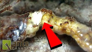 Cockroach Giving Birth While Being Devoured By Fire Ants [upl. by Leynwad]